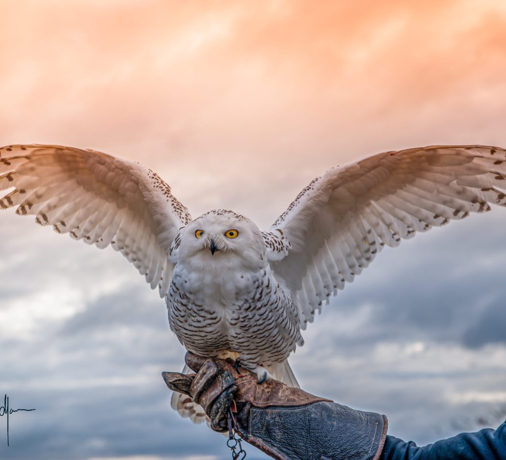 _DSC0248-Modifier