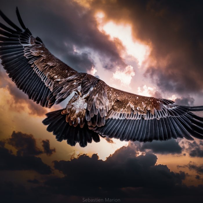 _DSC7718-Modifier